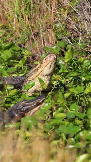 The Alligator’s Ancient Call 🐊🔥 | Power You Can Feel
