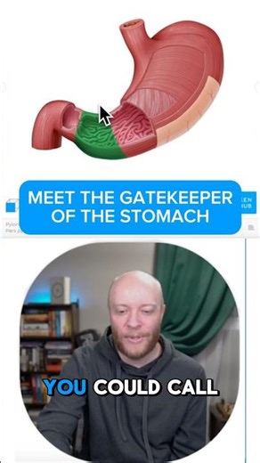 Meet the gatekeeper of the stomach