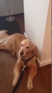 5.5K views · 149 reactions | Lazy dog doesn't want to walk | Funny Dog Videos | Facebook
