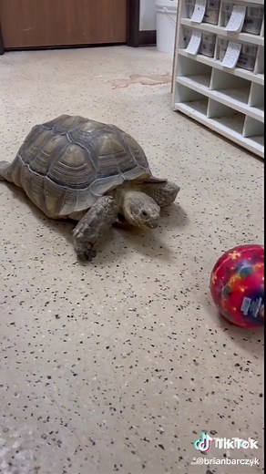 Playful Tortoise Enjoying Time with a Ball