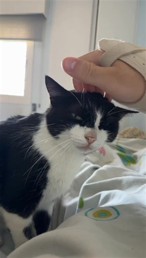 Tate hace dos días que no ha vuelto a casa. Si alguien lo ha visto que se ponga en contacto con Donam la pateta 607753090. Se ha perdido por zona el Perellonet ( Valencia) Si alguien lo ha visto por fa voy que nos avise . | Protectora DONAM La Pateta