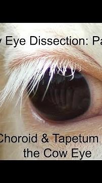Cow Eye Dissection Part 10: Retina, Choroid & Tapetum Lucidum (anatomy and physiology lesson)
