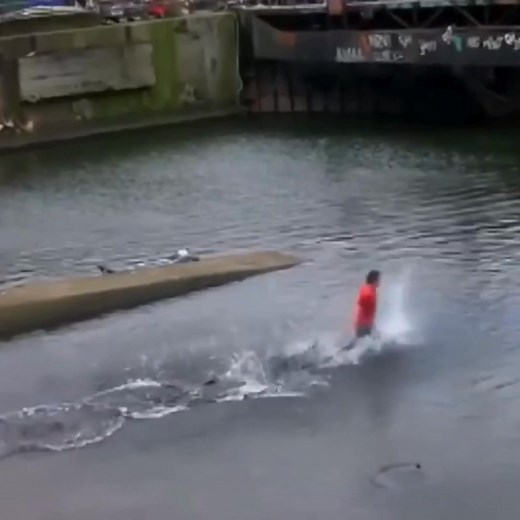 🚶‍♂️💧 Can humans walk on water? Not really — our bodies are too heavy, and water’s surface tension can’t hold us! 😅 But some animals, like the basilisk lizard, can run across water thanks to their speed and light weight! 🦎✨ #MindshockFacts #ScienceFacts #HumanBody #funfacts | MindShock Facts