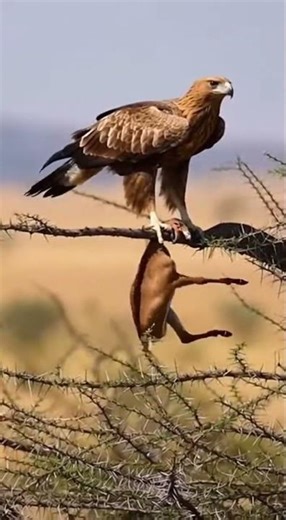 Did you know which animal Answer this can solve puzzles fast #animals #wildlife #nature