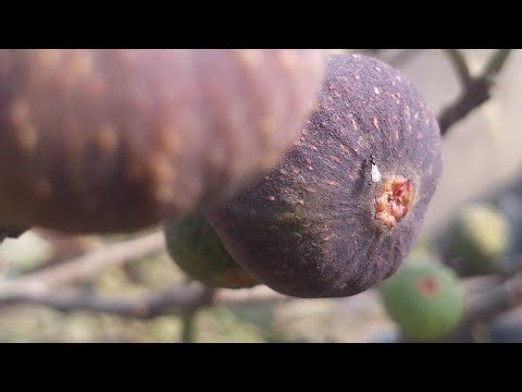how to grow a fig cutting at home?#ptubegarden#shorts#fyp