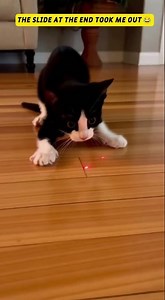 Laser can make your Cat go CRAZY