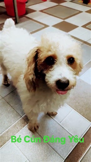Bé Cún Đáng Yêu #dog #yeulu #cat