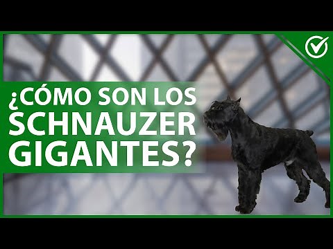 🐶 ¿Cómo son los perros raza SCHNAUZER GIGANTE? - Origen, características y cuidados 🐩🐶