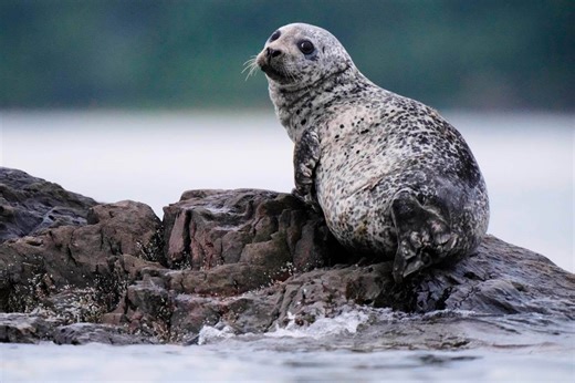 Connecticut aquarium offering limited seal-spotting, birding cruises