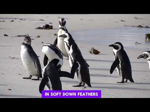 The Secret Life of Penguins: More Than Just Ice and Snow