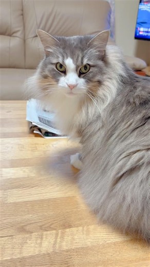 【甘えたいだけのノルウェージャン】#猫 # #cat #ノルウェージャンフォレストキャット #shorts