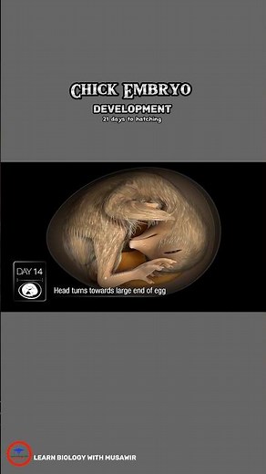 Chick Embryo development - 21 days to hatching 🐣! #shorts