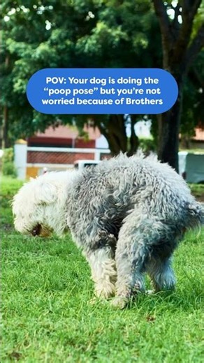 Ever been worried when your dog starts the "poop pose" about what you're gonna get? 😰💩
