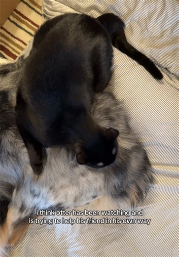 A Heartwarming Friendship: Deaf Cat Helping Senior Dog
