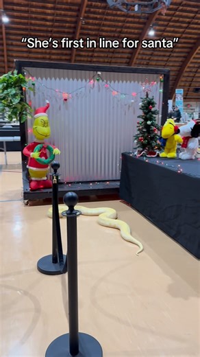 Benny on Instagram: "Chais ready for santa 🎅🏻 🐍 love my Photo Booth!! • • • #animals #reptile #snake #burmesepython #christmas #holidays #reptiles #trend #explorepage #reptilesofinstagram"