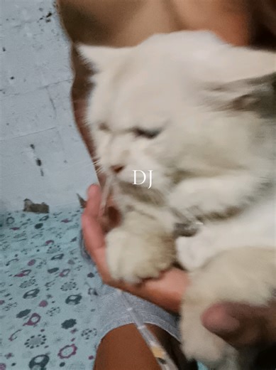 #LiveOutlandish #petlover #dogandcat #catsoftiktok #dogsofttiktok