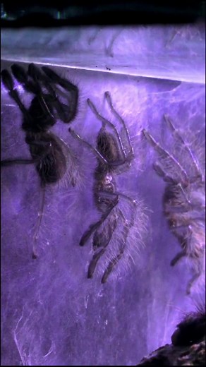My Sapphire tarantula colony (Part 1) #natureathome #everydayscience #petvlog #fyp #voiceover #petlife #petparent #animalsoftiktok #learnfromme
