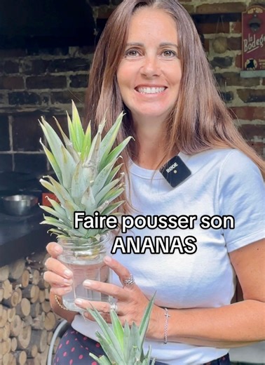 Faire pousser un ANANAS 🍍 chez toi. Une belle plante gratuite que tu vas garder dans ton salon cet hiver et qui te fera dans quelques années des fruits si tu t’en occupe bien 😉 #ananas #plante #jardinage #astuce #tropique #carolinemunoz | Caroline Munoz