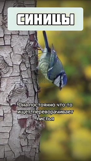 Синицы Образ жизни энергия, контакты и хитрость