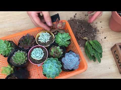 Hướng dẫn trồng sen đá đúng cách