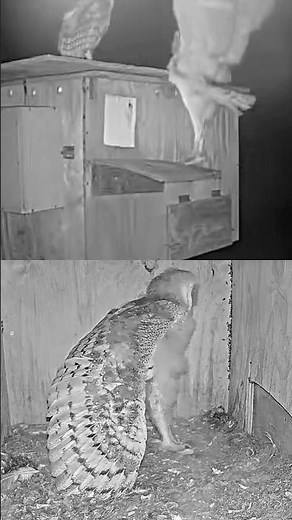 2nd barn owl reaches roof , 3rd still inside nest box live barn owl Florida cam 1
