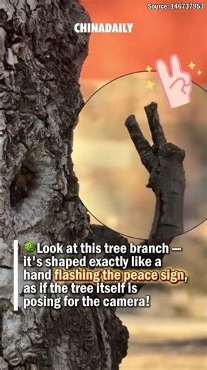 This tree is flashing a peace sign