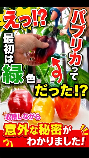 Actually Related to Bell Peppers? The Surprising Truth About Paprika #Paprika #HomeGardening #Trivia