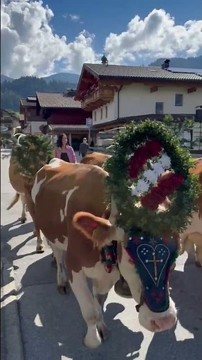 Die letzten Kühe beim Almabtrieb in Reith im Alpbachtal am 27.09.2025