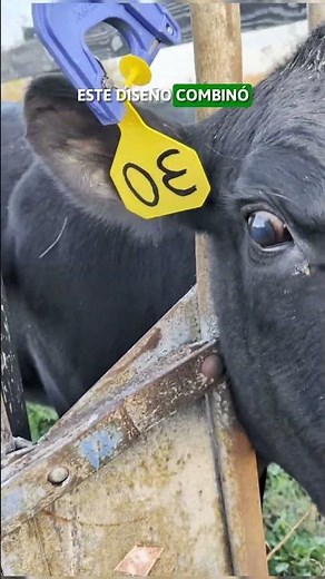 🚀 La REVOLUCION del ARETE FLEXIBLE 🐂 🛠️ #vacas #agro #pecuaria