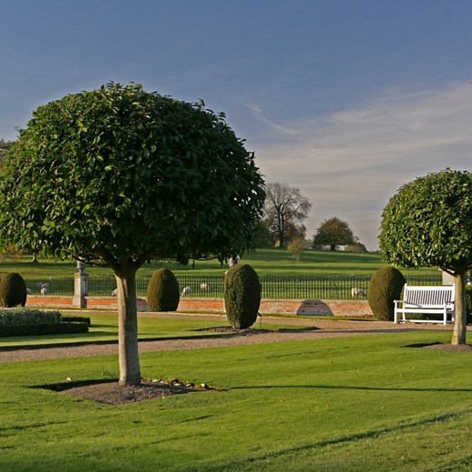 Portuguese Laurel (Prunus lusitanica) for Sale - Barcham Trees