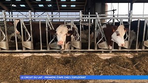 Le circuit du lait : chez l’exploitant On a décidé de vous montrer les étapes essentielles du circuit du lait avant sa transformation. Aujourd’hui on commence avec le premier maillon de la chaîne : l’exploitation laitière. | Mosaïk Cristal