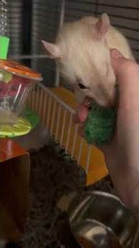 Pet rats being cute and funny!