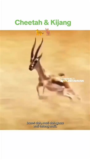 Balapan antara cheetah & kijang di Hutan Safari Afrika #minangtiktok #safari #deer #cheetah #fyp