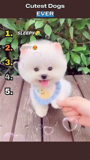 most adorable dogs everrrrr😍😍 #cute #dog #funny #adorable