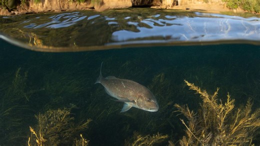 Why Granny-snapper are the heroes of the Hauraki Gulf