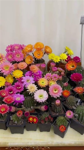 Stunning Cactus Flower Blooming: Nature's Hidden Beauty 🌸