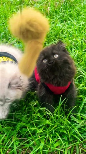 Cutest Kittens Ever Playing with Their Favorite Toy 🐱