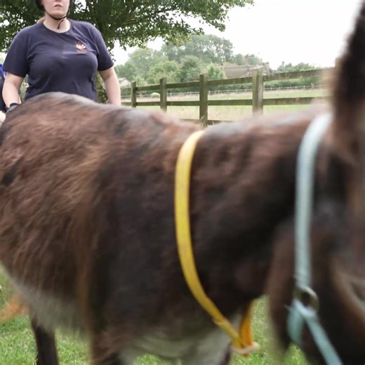 Wishing a happy birthday to adoption donkey Zena, who turned 14 over the weekend! 🥳 | The Donkey Sanctuary