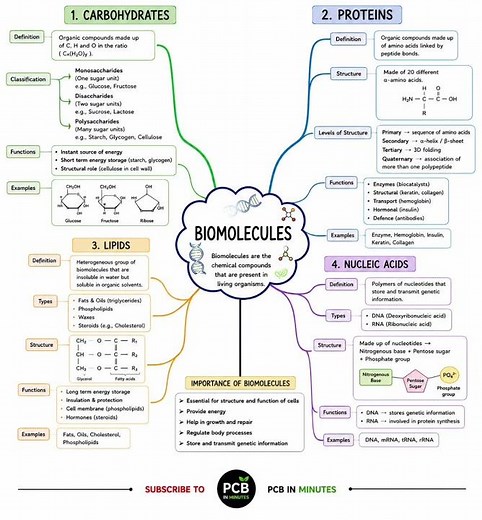 🔥 Biomolecules Mind Map | Complete Class 11 Biology Revision | NEET & Boards
