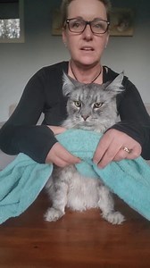 5.8K views · 211 reactions | Learn how to "burrito " your cat to make administering medications and performing nail trims so much easier! For more amazing tips and tricks, check out my cat and dog guides today!  Www.pet-guides.com | The Mobile Vet Nurse | Facebook
