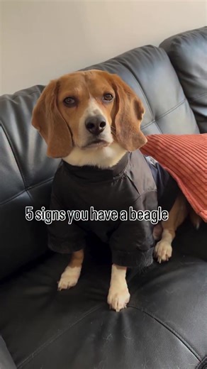 Best Dog Jackets for Beagles and Bassets