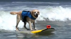 World Dog Surfing Competition delights attendees