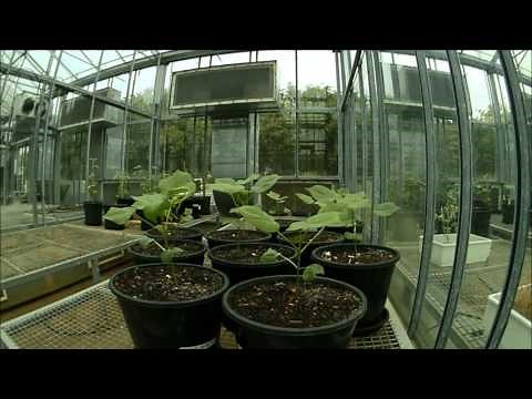 Cotton Plant Time Lapse