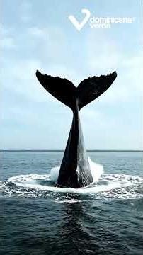Ballenas Visitan República Dominicana - Dominicana Verde ® Una marca de Roddy Pérez Group ®