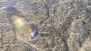 Transparent ball on the beach, slow motion on a beautiful day. Slow motion