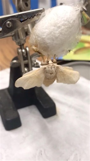 Silk Moth Just Emerged From Cocoon #nature
