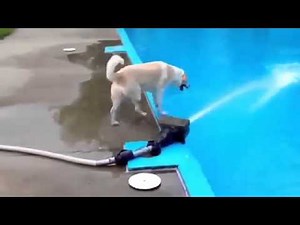 Нарезка собачьих смешнот)