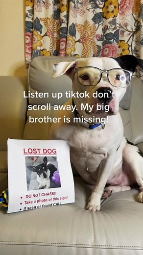 Help Find Jack-Jack: Lost Senior Chihuahua Mix in Pflugerville, TX