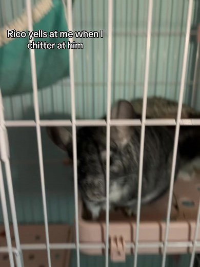Understanding Chinchilla Sounds: Tips for Pet Owners