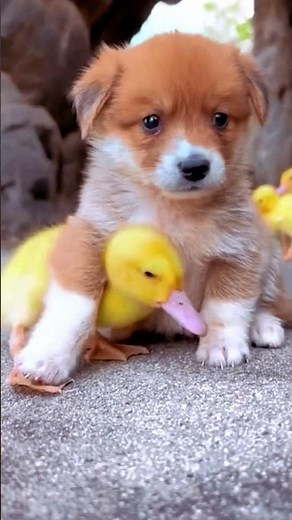 FUNNIEST Fox Moments EVER!